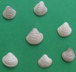 Trautscholdia cordata (Trautschold,1860)