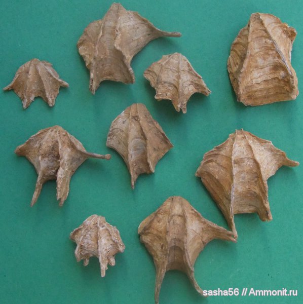 брахиоподы, Гжель, Terebratulida, Cheirothyris, Cheirothyropsis, Cheirothyropsis pseudotrigonella