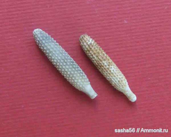 иглы морских ежей, Plegiocidaris