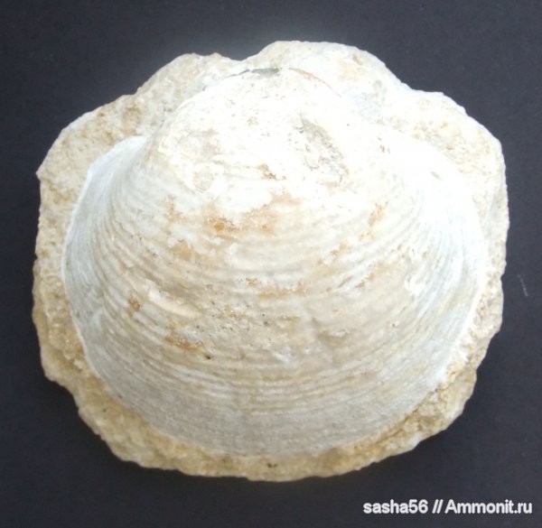 брахиоподы, Гжель, ?