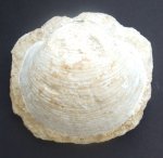 Брахиопода