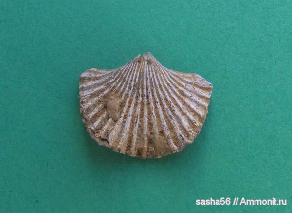 брахиоподы, Cardinirhynchia, Rhynchonellida