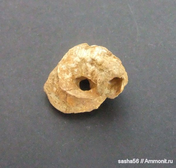 Гжель, серпулы, черви, Serpula, Serpulidae, Serpula limax