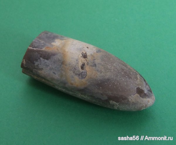 белемниты, Duvalia, belemnites