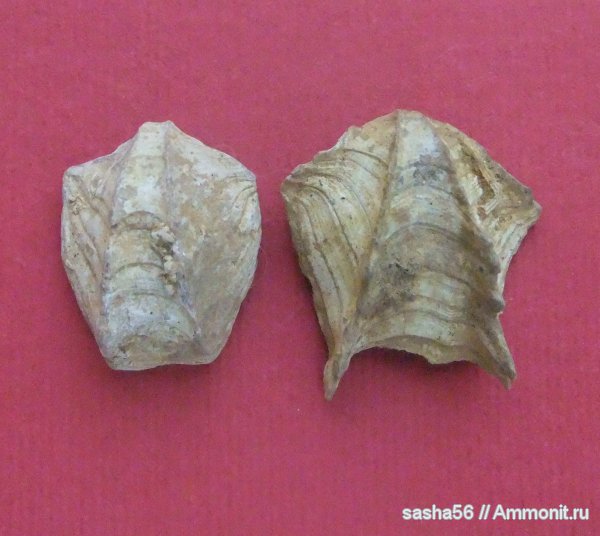 брахиоподы, Гжель, Terebratulida, Cheirothyris, Cheirothyris aculeata, Cheirothyropsis