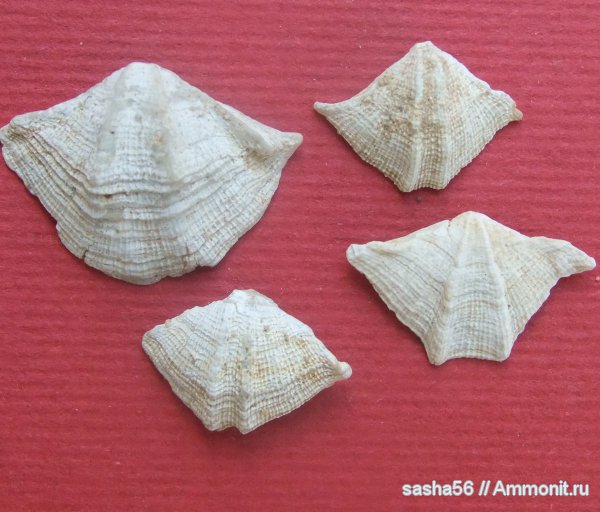 брахиоподы, Гжель, Terebratulida, Dictyothyris, Dictyothyris gzheliensis