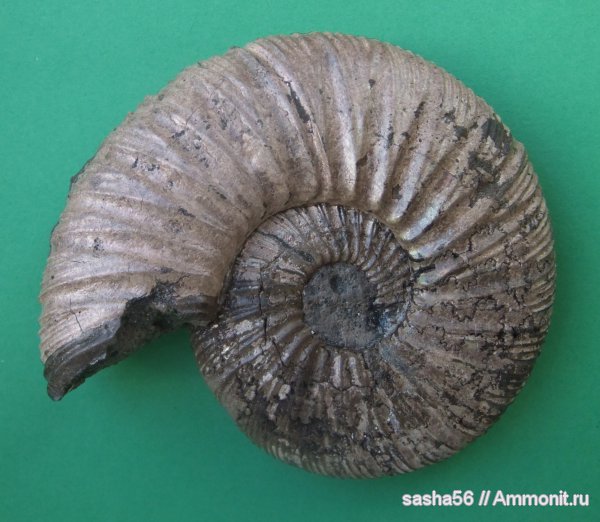 Воскресенск, Virgatites, Virgatites virgatus, зона Virgatites virgatus, 9 карьер