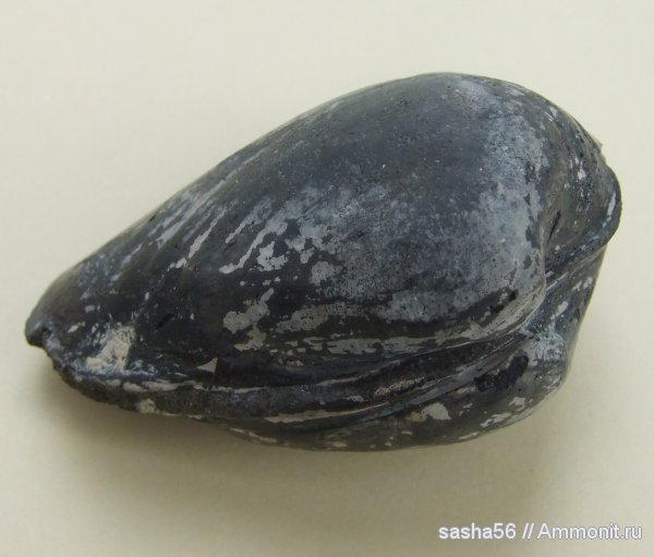 моллюски, двустворчатые моллюски, Gresslya, Gresslya alduini