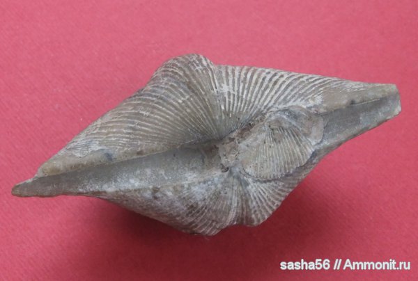 брахиоподы, девон, Devonian, Cyrtospirifer, Spiriferida