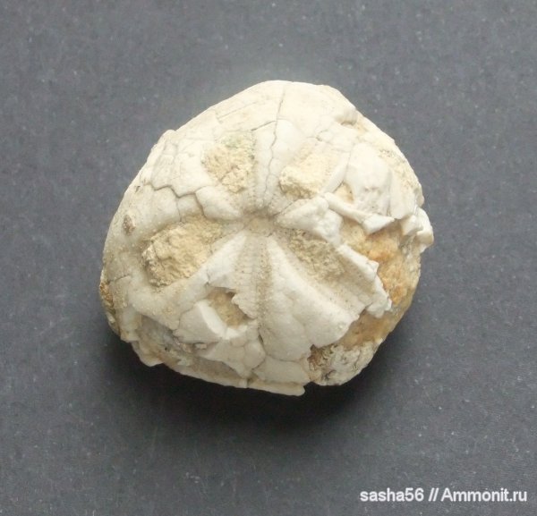 морские ежи