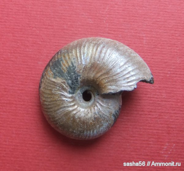 юра, Funiferites, Jurassic