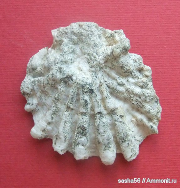 двустворчатые моллюски, ?, устрицы, Plicatula