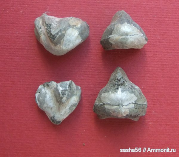 брахиоподы, Воскресенск, Rhynchonella, Rhynchonella loxiae, Rhynchonellida