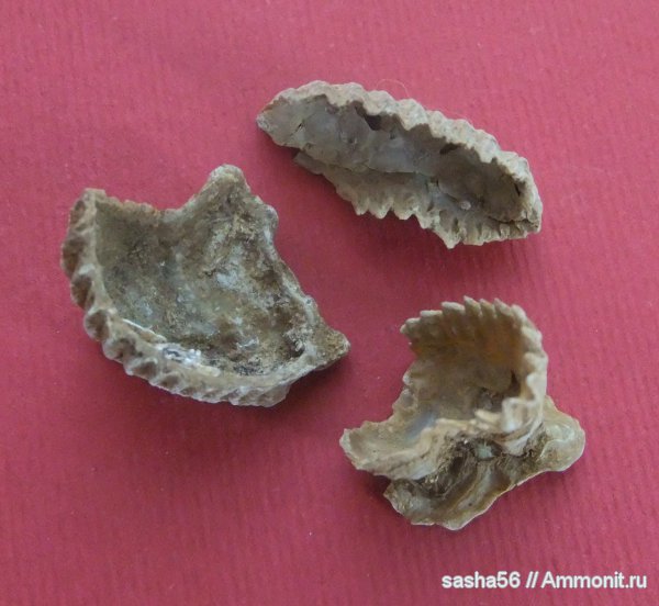 Гжель, Nanogyra, Exogyra, Pseudolopha alata, Exogyra alata, Pseudolopha