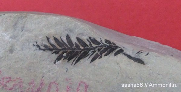 эоцен, Флора, секвойи, Sequoia, Sequoia ambigua, палеофлора, листья