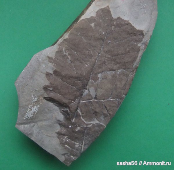 эоцен, Флора, палеофлора, Fagopsis, листья