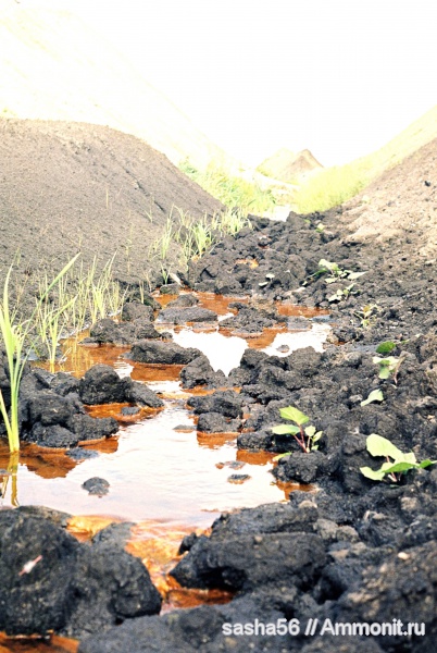 юра, Воскресенск, Елкино, места находок, Лопатинский рудник, 10 карьер, Jurassic