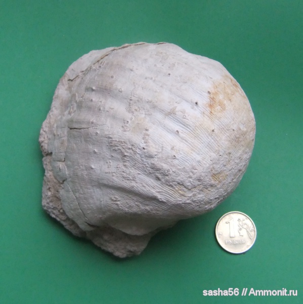 карбон, Gigantoproductus, Productida