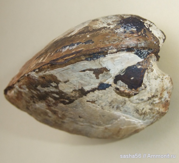 моллюски, двустворки, двустворчатые моллюски