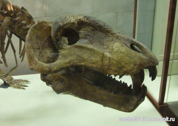 музеи, ПИН, Titanophoneus