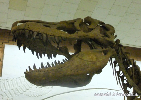 динозавры, музеи, ПИН, Tarbosaurus