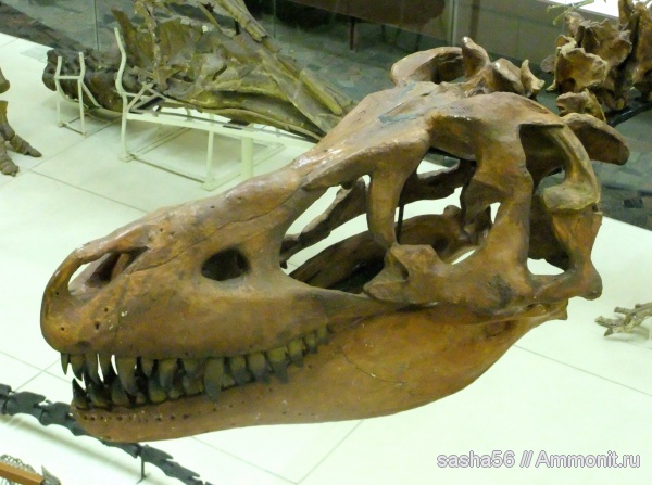 динозавры, ПИН, Tarbosaurus