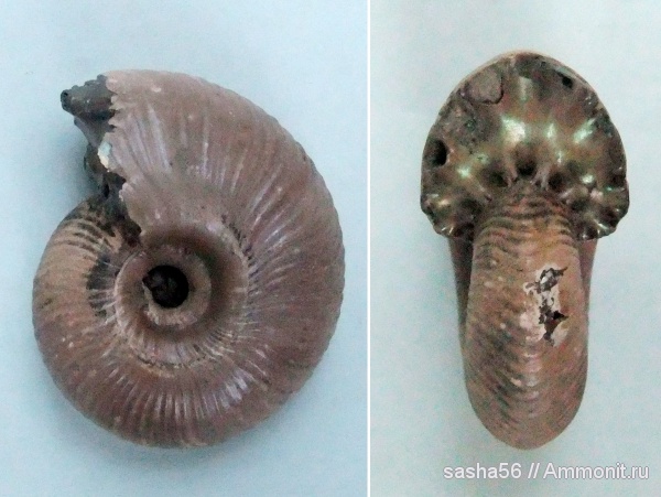 аммониты, Funiferites, келловей, Funiferites allae, Ammonites, Callovian, Middle Jurassic