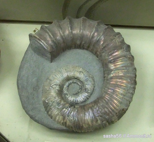 ПИН, Ancyloceras, Ancyloceratidae