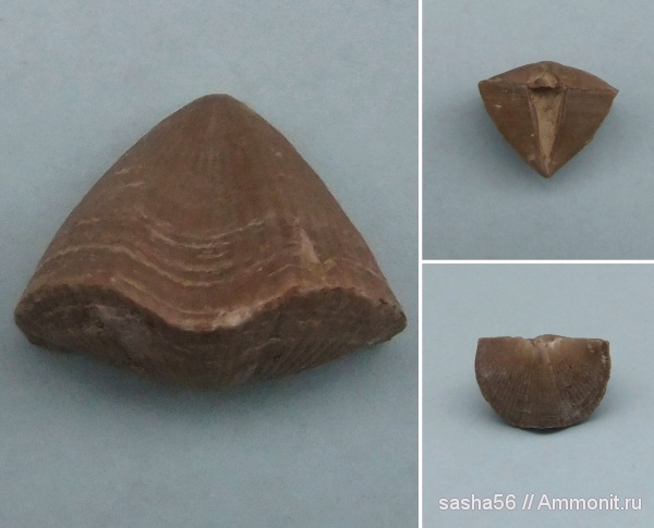 брахиоподы, девон, Devonian, Cyrtospirifer, Spiriferida, Tenticospirifer