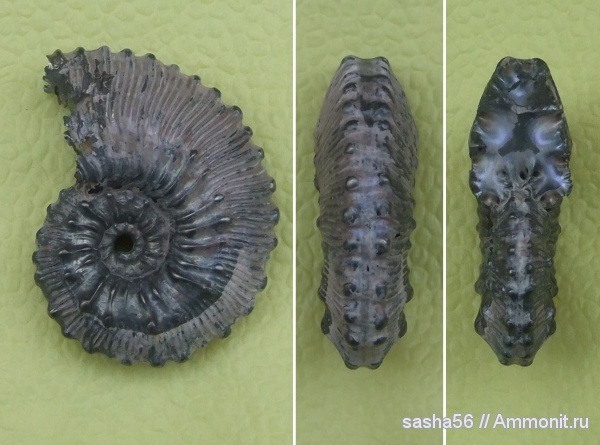 аммониты, юра, Михайлов, Kosmoceras, Kosmoceratidae, Ammonites, Jurassic