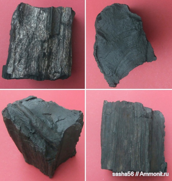 окаменевшее дерево, Флора, Лопатинский рудник