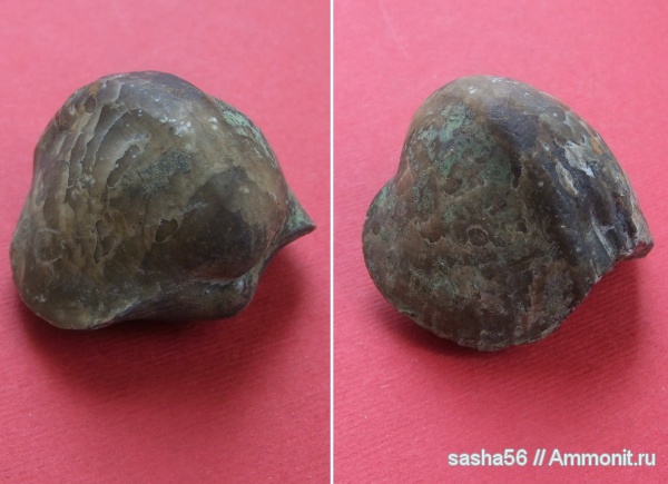 брахиоподы, девон, Devonian, Rhynchonellida, Leiorhynchus