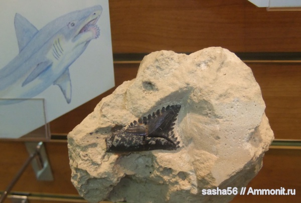 музеи, зубы акул, МДЭБЦ, МГСЮН, Edestus, shark teeth