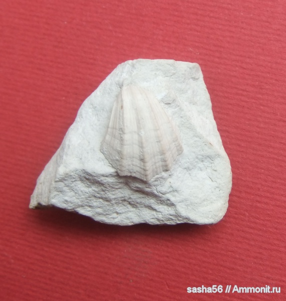 двустворчатые моллюски, Крым, Neithea