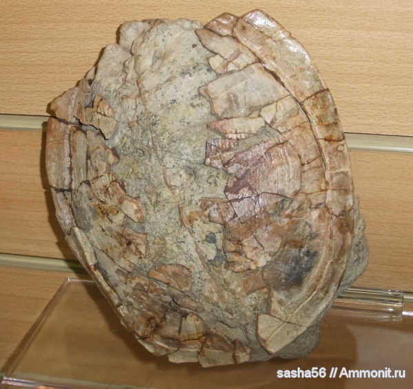 черепахи, музеи, МДЭБЦ, МГСЮН