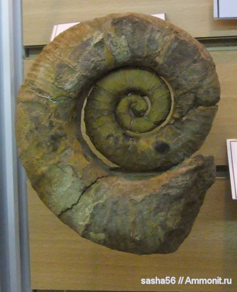 мел, музеи, Крым, Crioceratites, МДЭБЦ, МГСЮН, Cretaceous