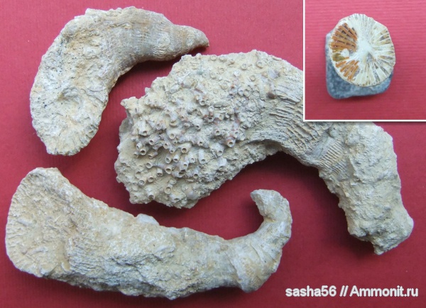 карбон, кораллы, Гжель, Gshelia, Aulopora, ругозы, Gshelia rouilleri, обрастание, Epizoans