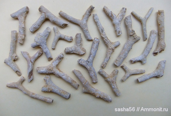 мшанки, Гжель, гжельский ярус, Tabulipora