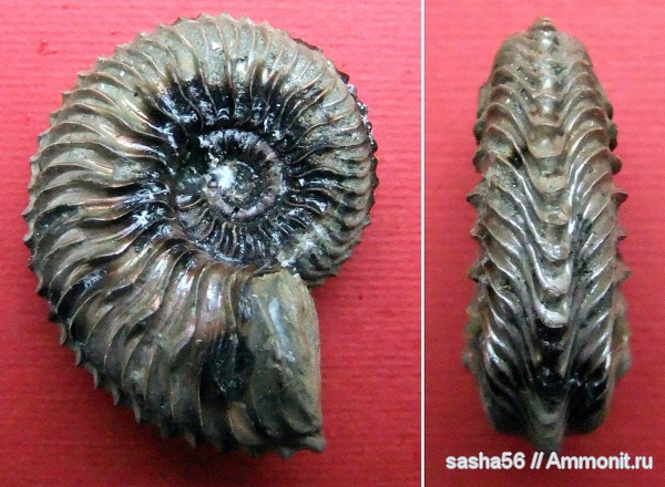 аммониты, юра, Михайлов, Cardioceras, Рязанская область, Cardioceras caelatum, Ammonites, Cardioceratinae, Jurassic