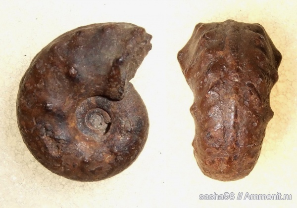 аммониты, Schloenbachia, Ammonites