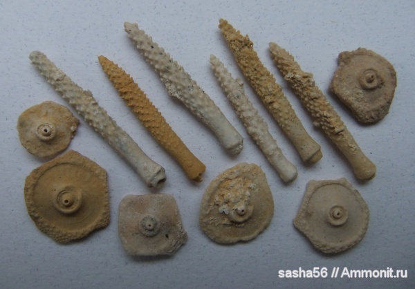 морские ежи, карбон, Archaeocidaris, Archaeocidaris rossica, иглы морских ежей