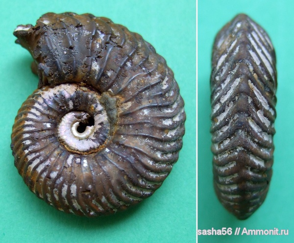 юра, келловей, Quenstedtoceras, Саратовская область, Cardioceratidae, Quenstedtoceratinae, Callovian, Jurassic, Middle Jurassic