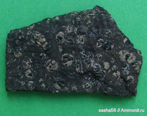 трилобиты, кембрий, Cambrian, Agnostus