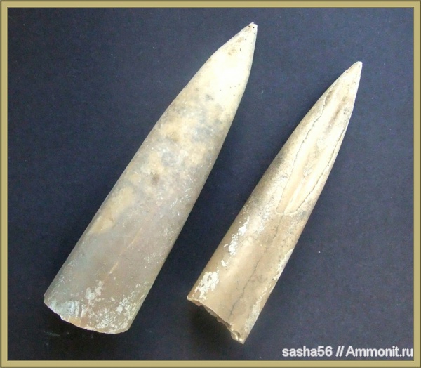 белемниты, юра, Pachyteuthis, Jurassic, belemnites