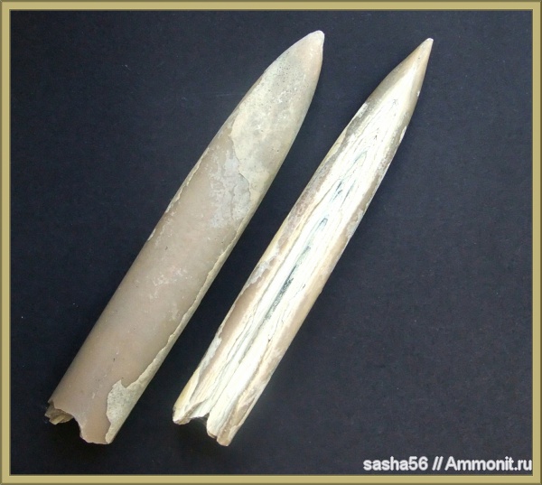 белемниты, юра, Воскресенск, Cylindroteuthis, Jurassic, belemnites