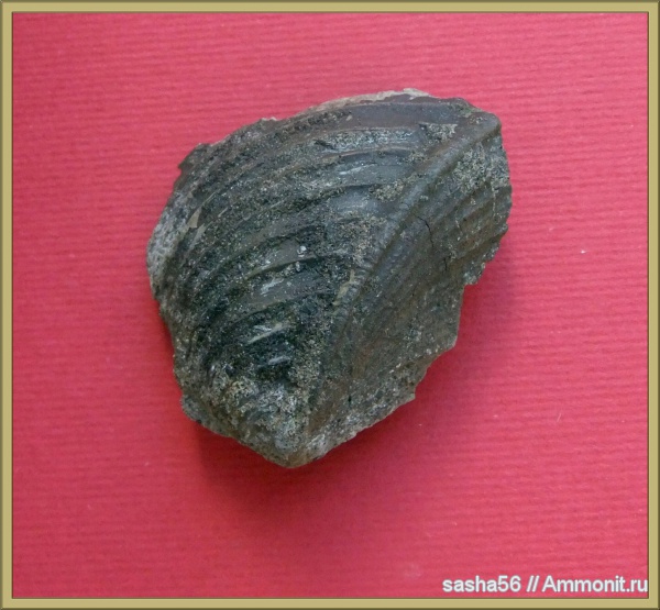 юра, Trigonia, тригонии, Jurassic