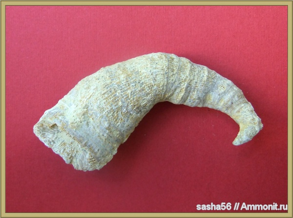 кораллы, Гжель, Gshelia, ругозы, Gshelia rouilleri