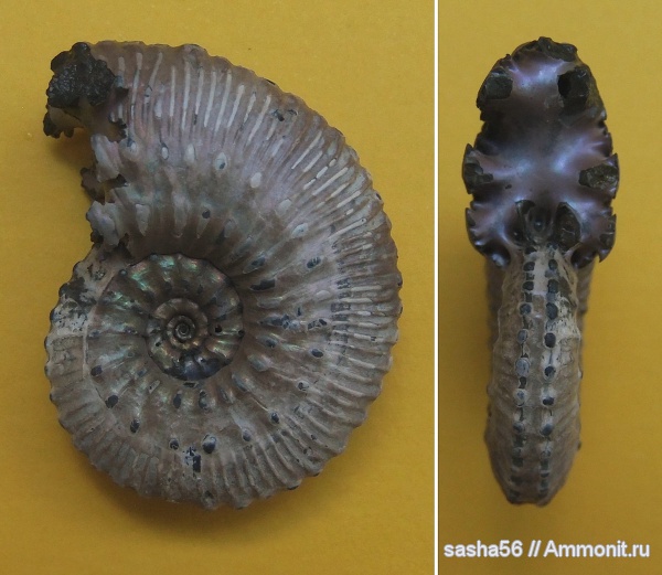 юра, Kosmoceras, Kosmoceratidae, Jurassic