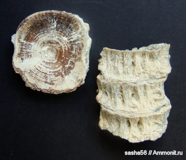 Мангышлак, позвонки рыб, позвонки акул