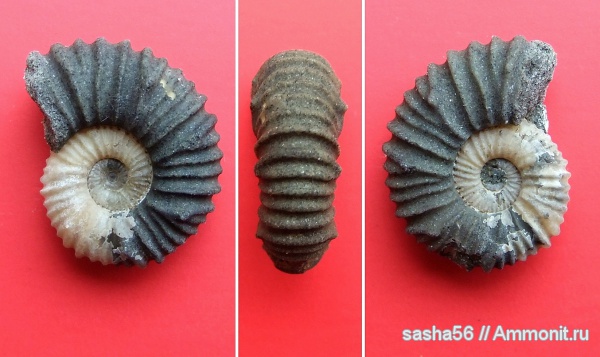 аммониты, мел, апт, Ammonites, Acanthohoplites, Краснодарский край, Aptian, Cretaceous